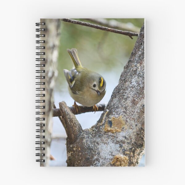 Item preview, Who is there. Goldcrest designed and sold by Jouko Lehto Photography.