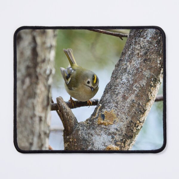 Item preview, Who is there. Goldcrest designed and sold by Jouko Lehto Photography.