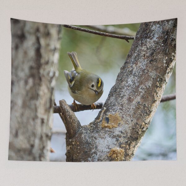 Item preview, Who is there. Goldcrest designed and sold by Jouko Lehto Photography.