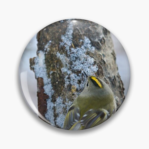 Item preview, Busy busy busy. Goldcrest designed and sold by Jouko Lehto Photography.