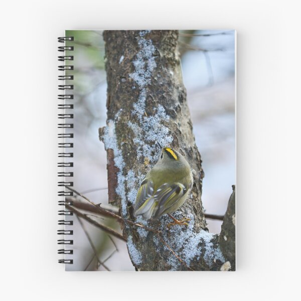 Item preview, Busy busy busy. Goldcrest designed and sold by Jouko Lehto Photography.