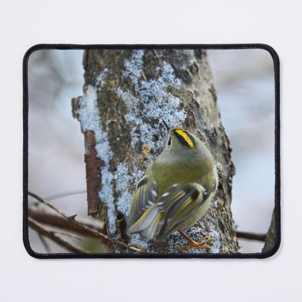Item preview, Busy busy busy. Goldcrest designed and sold by Jouko Lehto Photography.