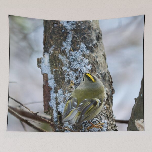Item preview, Busy busy busy. Goldcrest designed and sold by Jouko Lehto Photography.