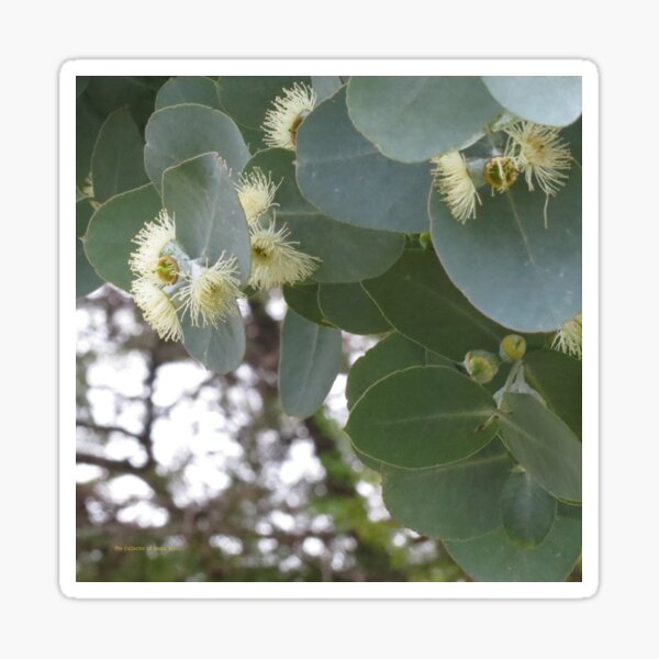 Item preview, gum blossom designed and sold by Helen Richards.
