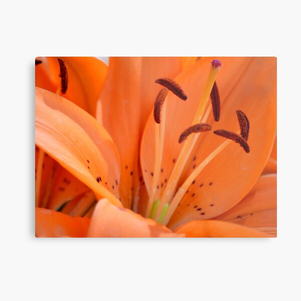 Lily stamens Metal Print