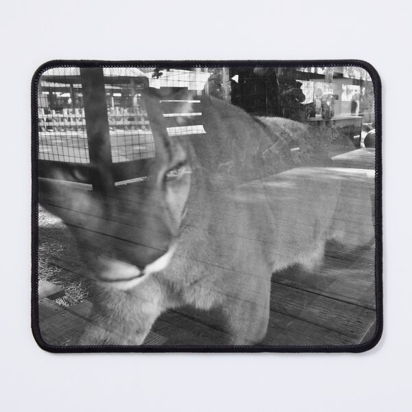 Item preview, Puma Behind Glass Reflection designed and sold by MercerImages.