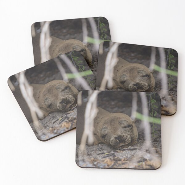 Item preview, Secret Sands: A Sea Lion’s Quiet Slumber - Galapagos  designed and sold by SBTS-Photos.