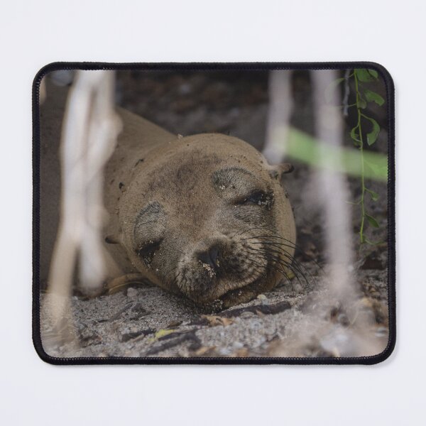 Item preview, Secret Sands: A Sea Lion’s Quiet Slumber - Galapagos designed and sold by SBTS-Photos.