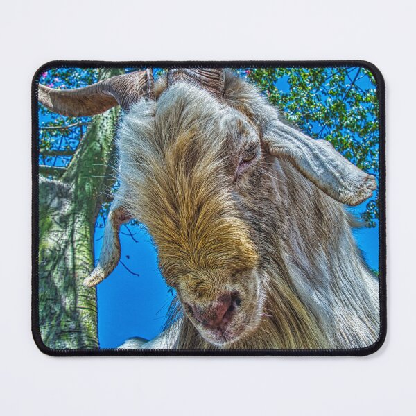 Item preview, Majestic Billy Goat with Large Horns - HDR Portrait designed and sold by Keltoi-art.