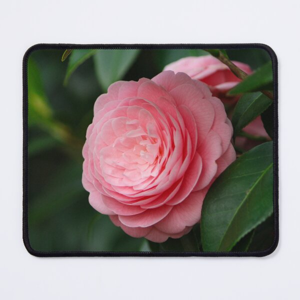 Item preview, Japanese Camellia - Minoh, Osaka, Japan designed and sold by Wesleyem3.