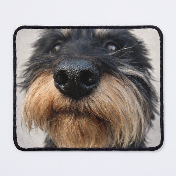 Item preview, Wirehaired Dachshund Portrait – Cute Dog Close-Up Illustration designed and sold by Darlin8888.