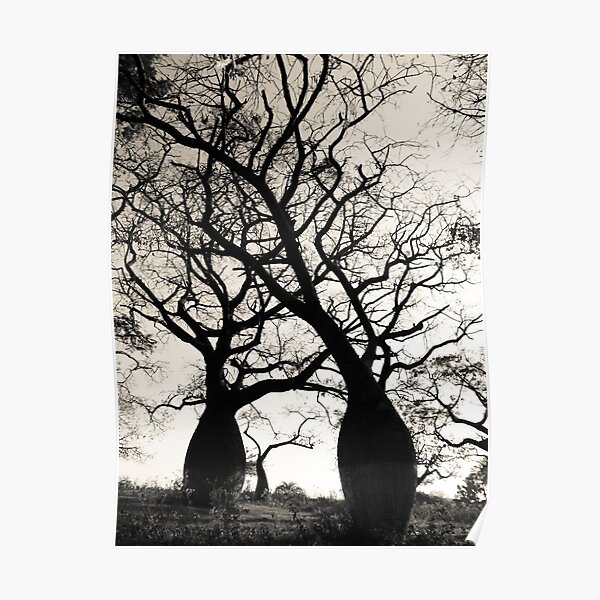 Beautiful silk floss trees Poster