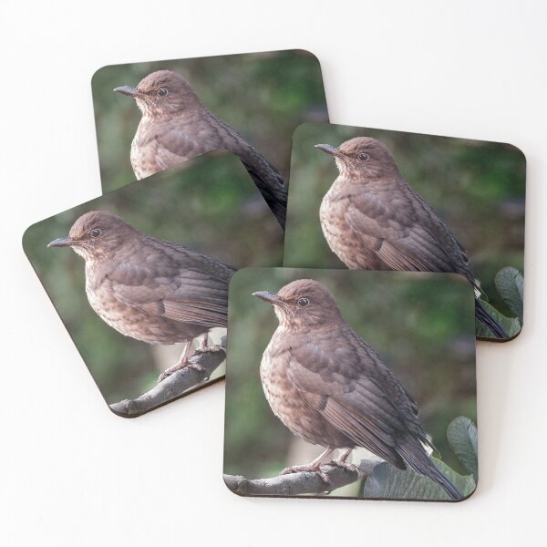 Item preview, Female Blackbird designed and sold by Tom McPherson Photography.