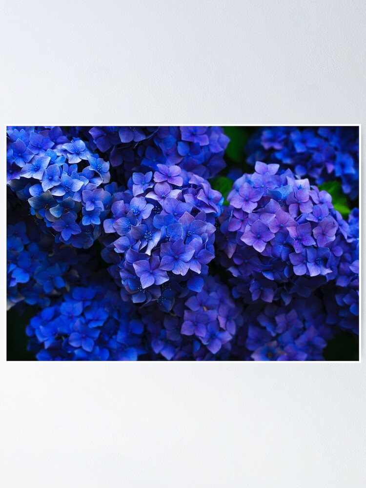 Póster «Flores de flor de hortensia morada» de newburyboutique | Redbubble