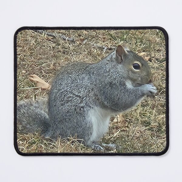 Item preview, Extra Chonky Squirrel designed and sold by GreetingsFromMN.