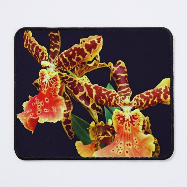 Item preview, CATTLEYA schilleriana designed and sold by NightRaida.