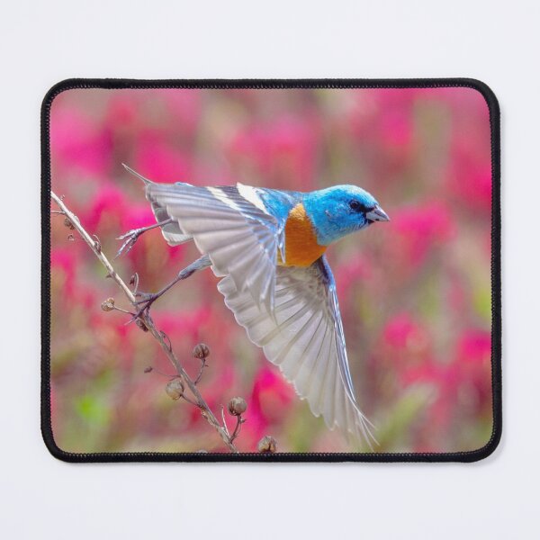 Item preview, Lazuli Bunting - Songbird of Oregon designed and sold by WigOutlet.