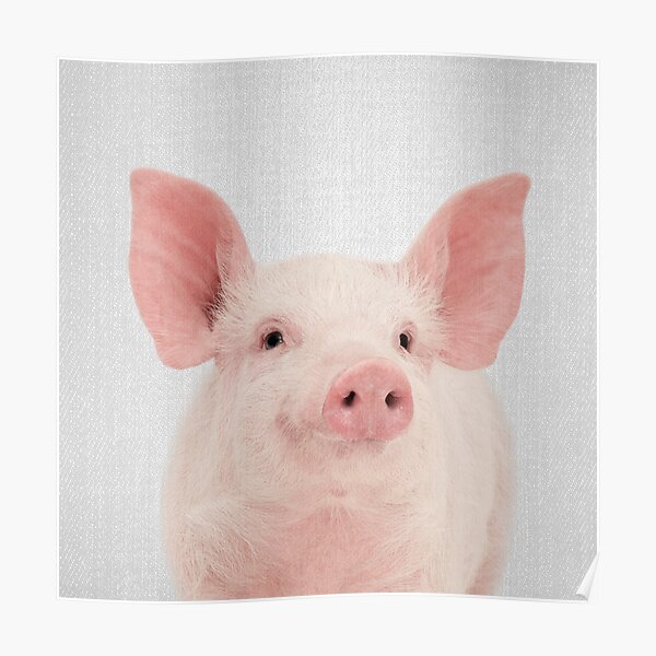 Pig - Colorful Poster