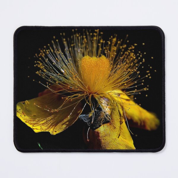 Item preview, St. John's wort (Hypericum) designed and sold by andreisky.