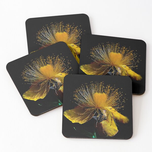 Item preview, St. John's wort (Hypericum) designed and sold by andreisky.