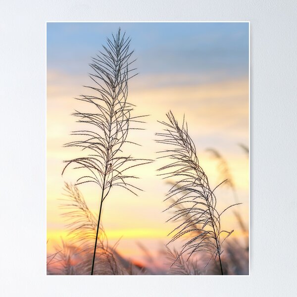 Item preview, Two Lone Weed's at Sunset in a Rice Field, in Thailand designed and sold by Huskyyy Designs.