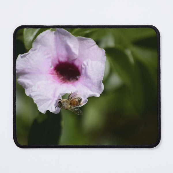 Item preview, Bee on Pink Flower designed and sold by MercerImages.
