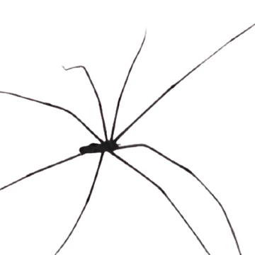 Artwork thumbnail, Spider by PoojasGlam