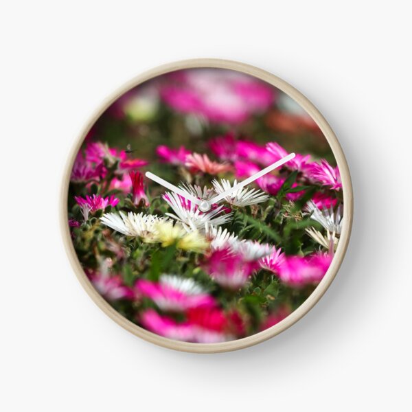 Item preview, Livingstone daisies designed and sold by GreyFeatherPhot.