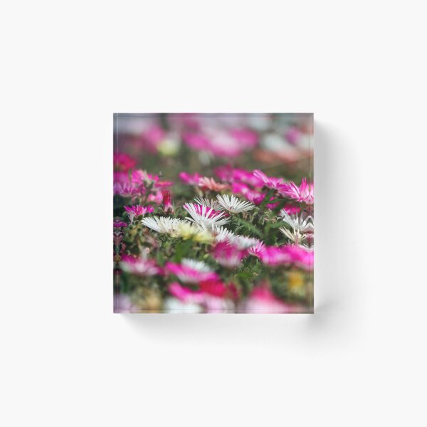 Item preview, Livingstone daisies designed and sold by GreyFeatherPhot.
