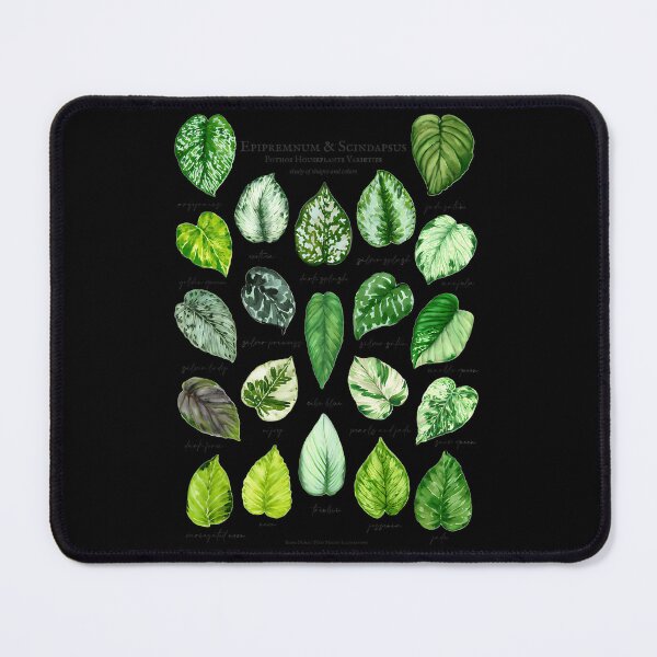 Item preview, Scindapsus Pothos Varieties designed and sold by aocibdltbg19.