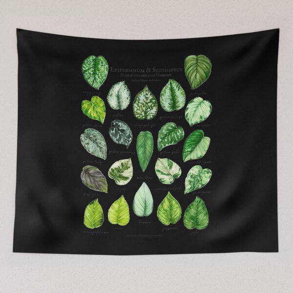 Item preview, Scindapsus Pothos Varieties designed and sold by aocibdltbg19.