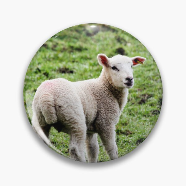 Item preview, Spring Lamb in Green Meadow - Farmhouse Nature Photography designed and sold by leonwoods.