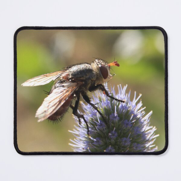 Item preview, Summer Buzz - Tachinid Fly and Blue Thistle designed and sold by vikko-art.