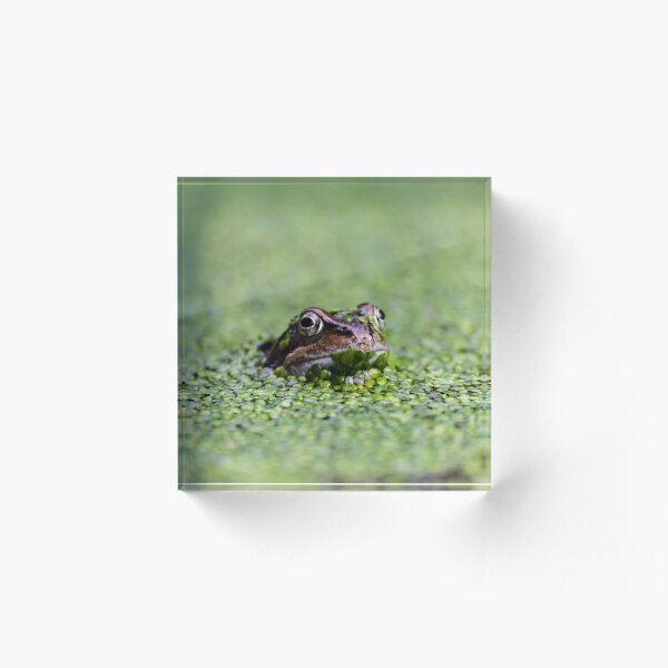 Artikelvorschau, Spähen Frosch entworfen und verkauft von andyroberts64.