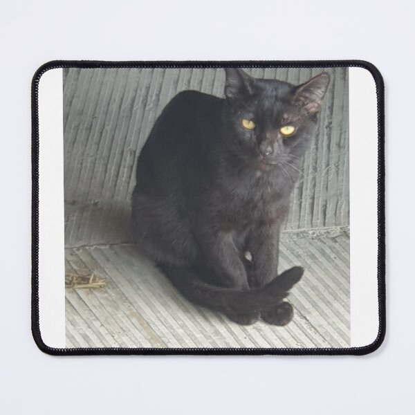 Item preview, Black Stray Cat in Urban Environment designed and sold by Serene83.
