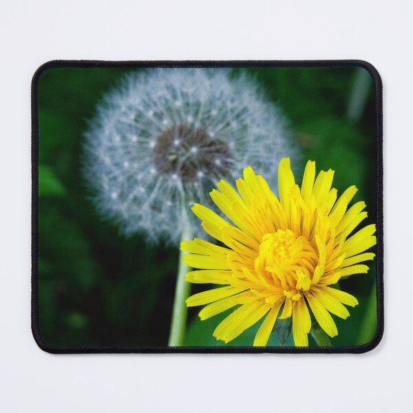 Item preview, Vibrant Yellow Dandelion Life Cycle designed and sold by Violaman.