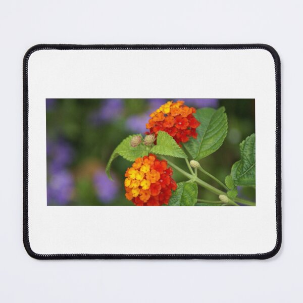 Item preview, Lantana Bloom – Vibrant Rainbow Flowers in Garden Glow designed and sold by Artondra Hall.