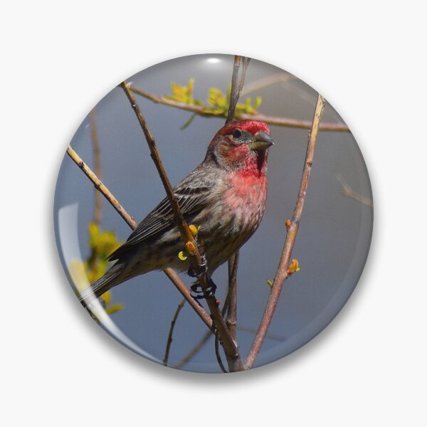 Item preview, Red House Finch in Yellow Flowers designed and sold by Cokie Creations.