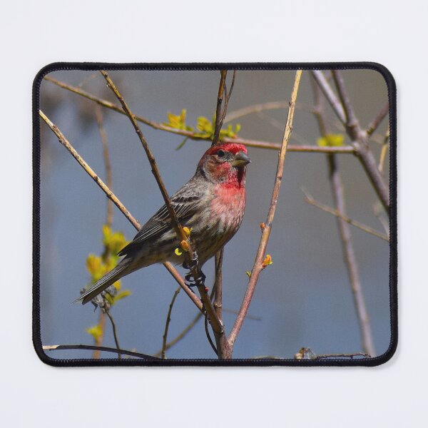 Item preview, Red House Finch in Yellow Flowers designed and sold by Cokie Creations.