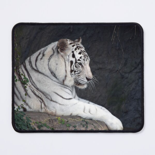 Item preview, White Tiger Resting Majestic Profile View designed and sold by KillNFuel.