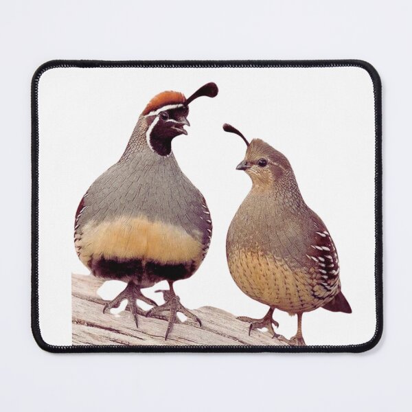 Item preview, Quails designed and sold by di-Vera-Rosati.