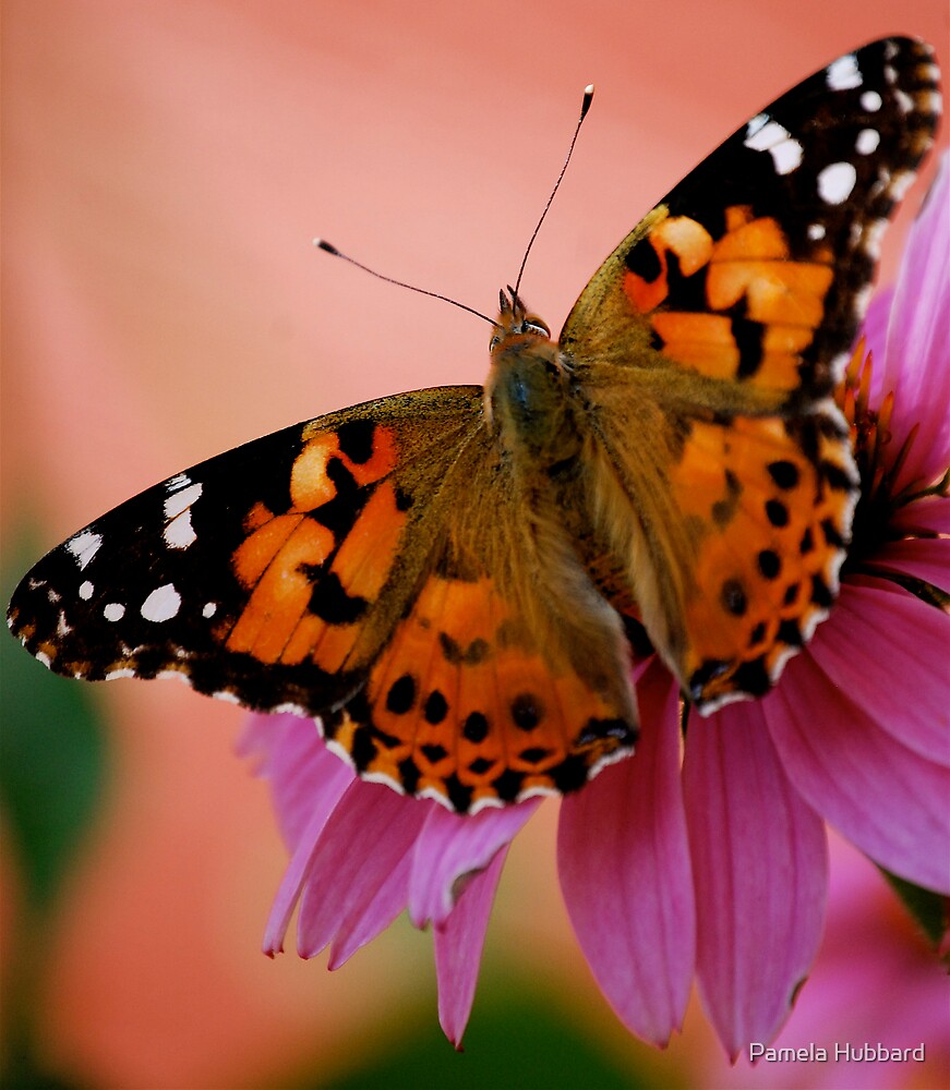 " Painted Lady Butterfly" by Pamela Hubbard Redbubble