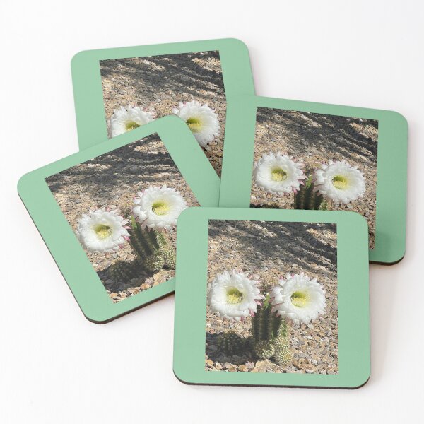 Artikelvorschau, Kakteen, weiße Blüten, Nevada – Fotodrucke, Aufkleber, Kaffeetassen-Wandkunst, Geschenk für Zuhause, Büro oder Schule, Magnet, T-Shirt, Schreibwaren, Redbubble-Shop entworfen und verkauft von Saritas Boutique Shop.