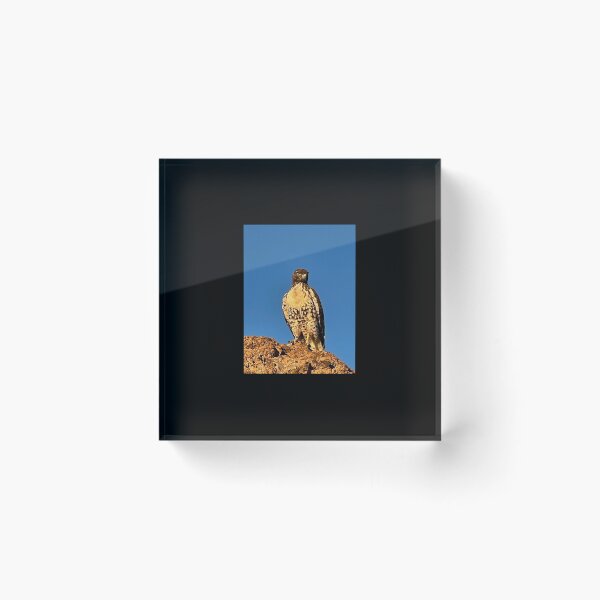 Item preview, Hawk Bird Wildlife Photography Nevada Blue Sky Animal Wings Brown Stickers Magnets Shirts Cards Prints Wall Art Posters Home Decoration Redbubble Shop designed and sold by Saritas Boutique Shop.