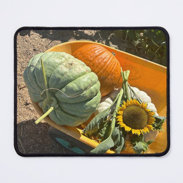 Artikelvorschau, Kürbisbeet-Blumenpflanzen, grün, gelb, orange, Herbst-Socken-Aufkleber, Wandbilder, Magnetkarten, Handyhüllen, Redbubble-Shop entworfen und verkauft von Saritas Boutique Shop.