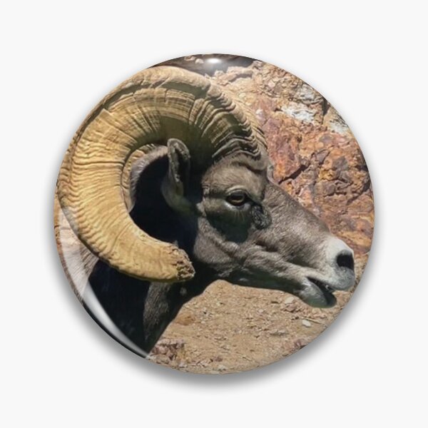 Artikelvorschau, Aufkleber mit Widderhornmotiven aus Nevada – Fotografie, Fotos, Felsen, Wandkunst, Wildtiere, Magnetkarten, Schreibwaren, Redbubble-Shop entworfen und verkauft von Saritas Boutique Shop.