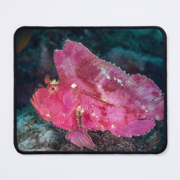 Item preview, Pretty Pink Scorpionfish designed and sold by Deb Aston.