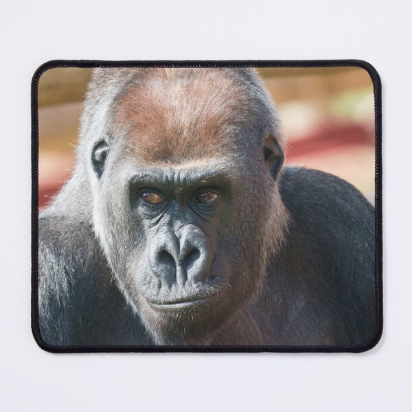 Item preview, Gorilla Asante in Thought designed and sold by rawshutterbug.
