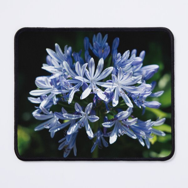 Item preview, agapanthus designed and sold by Erich-Remde.