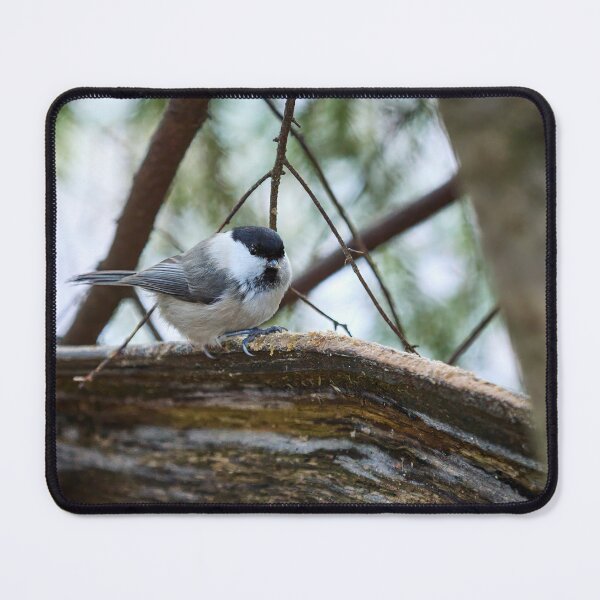 Item preview, Wintertit. Willow tit designed and sold by Jouko Lehto Photography.